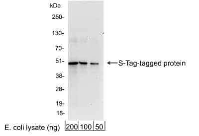 Western Blot: S-Tag Epitope Tag AntibodyBSA Free [NB600-529]