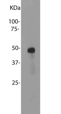 Western Blot: S-arrestin Antibody (S128) [NBP2-25161]