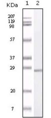 Western Blot: S100A1 Antibody (2C8B8)BSA Free [NB110-60530]