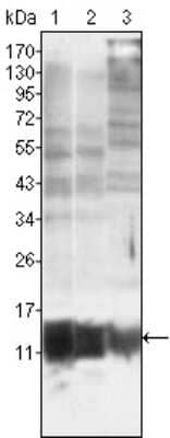 Western Blot: S100A10 Antibody (4E7E10)BSA Free [NBP1-47368]