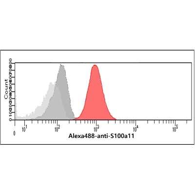 ELISA: S100A11 Antibody (20D11) - BSA Free [NBP2-59472]
