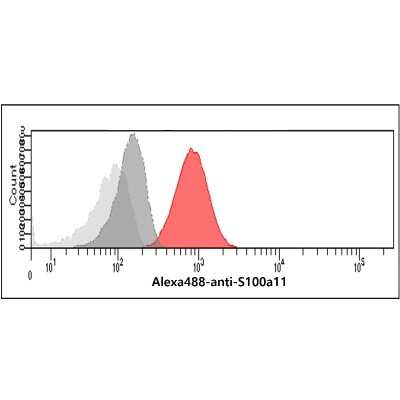 Flow Cytometry: S100A11 Antibody (20D11) - BSA Free [NBP2-59472]
