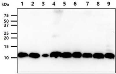 Western Blot: S100A11 Antibody (20D11)BSA Free [NBP2-59472]