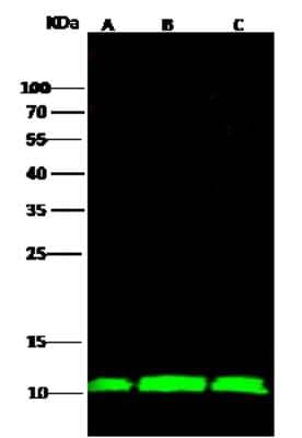 Western Blot: S100A11 Antibody [NBP2-99718]