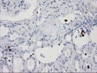 Immunohistochemistry-Paraffin: EN-RAGE/S100A12 Antibody (OTI1D1) [NBP2-03681]