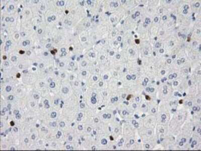 Immunohistochemistry-Paraffin: EN-RAGE/S100A12 Antibody (OTI1D1) [NBP2-03681]