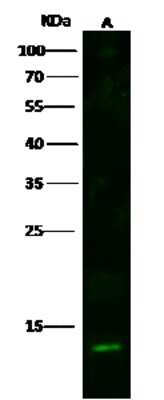 Western Blot: S100A16 Antibody [NBP2-99717]