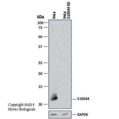 Knockout Validated: S100A4 Antibody (1C4) - BSA Free [NBP2-36431]