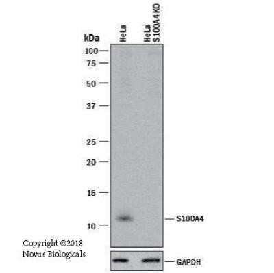 Knockout Validated: S100A4 Antibody (1F11) - Azide and BSA Free [NBP2-80935]