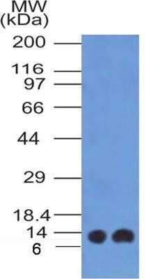 Western Blot: S100A4 Antibody (1F11)Azide and BSA Free [NBP2-80935]