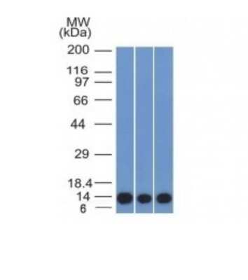 Western Blot: S100A4 Antibody (S100A4/1481)Azide and BSA Free [NBP2-54580]