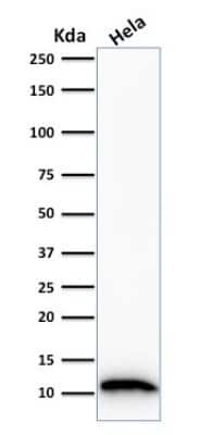 Western Blot: S100A4 Antibody (S100A4/1481)Azide and BSA Free [NBP2-54580]