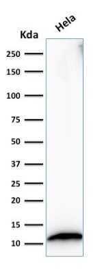 Western Blot: S100A4 Antibody (S100A4/1482)Azide and BSA Free [NBP2-54400]