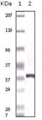 Western Blot: S100A6 Antibody (7D11)BSA Free [NB100-1765]