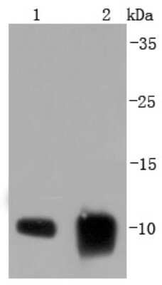 Western Blot: S100A6 Antibody (JF0976) [NBP2-67123]