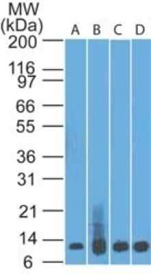 Western Blot: S100A8 Antibody (48M7C7)Azide Free [NBP2-25269]