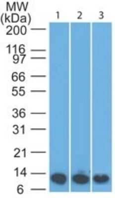 Western Blot: S100A8 Antibody (63N13G5)Azide Free [NBP2-25273]