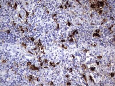 Immunohistochemistry: S100A9 Antibody (OTI10D5) - Azide and BSA Free [NBP2-73970]