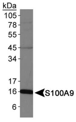 Western Blot: S100A9 Antibody [NB110-89726]