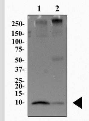 Western Blot: S100B Antibody (15F4NB)Azide and BSA Free [NBP2-45225]