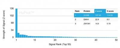 Protein Array: S100B Antibody (S100B/1706R) [NBP2-53188]
