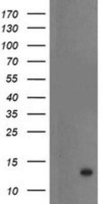 Western Blot: S100P Antibody (OTI1A4)Azide and BSA Free [NBP2-73972]