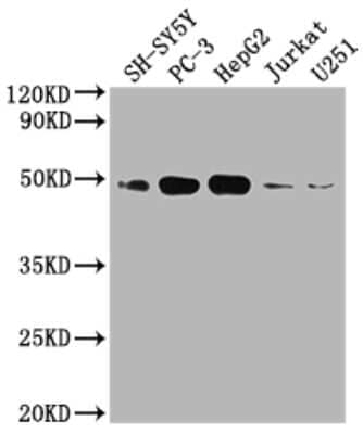 Western Blot: S1P1/EDG-1 Antibody (4F2) [NBP3-15216]