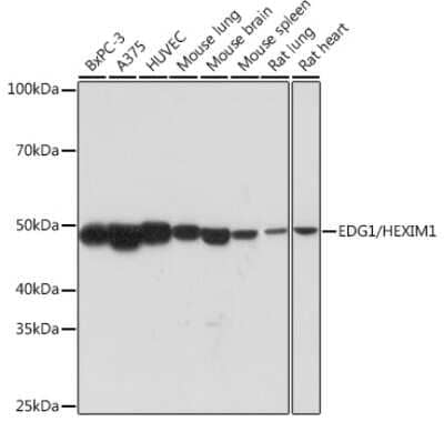 Western Blot: S1P1/EDG-1 Antibody (9R8N3) [NBP3-16311]