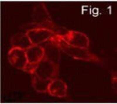 Immunocytochemistry/ Immunofluorescence: S1P1/EDG-1 Antibody [NB120-11424]