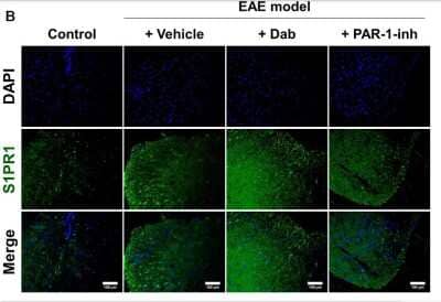 Immunocytochemistry/ Immunofluorescence: S1P1/EDG-1 Antibody [NB120-11424]