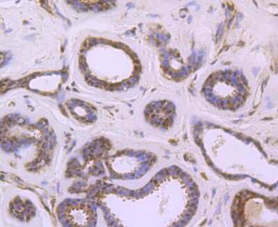 Immunohistochemistry-Paraffin: S1P1/EDG-1 Antibody (JM10-66) [NBP2-67129]