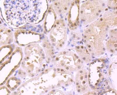 Immunohistochemistry-Paraffin: S1P1/EDG-1 Antibody (JM10-66) [NBP2-67129]