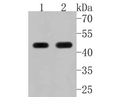 Western Blot: S1P1/EDG-1 Antibody (JM10-66) [NBP2-67129]