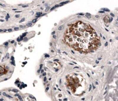 Immunohistochemistry-Paraffin: S1P1/EDG-1 Antibody (MM0045-21L9) - Azide and BSA Free [NB110-93513]