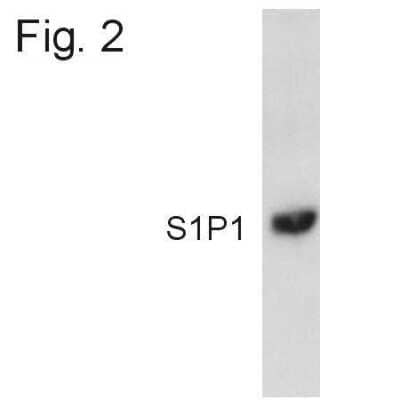 Western Blot: S1P1/EDG-1 Antibody [NB120-11424]