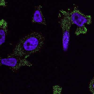 Immunocytochemistry/ Immunofluorescence: S1P2/EDG-5/S1PR2 Antibody [NBP2-26691]