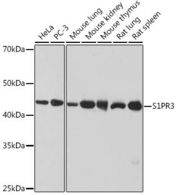 Western Blot: S1P3/EDG-3 Antibody (5E3G9) [NBP3-15479]