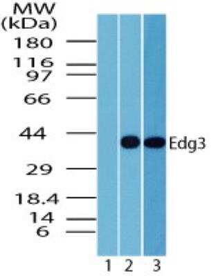 Western Blot: S1P3/EDG-3 Antibody [NBP2-24762]