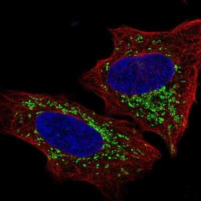 Immunocytochemistry/ Immunofluorescence: S1P4/EDG-6 Antibody [NBP2-76562]