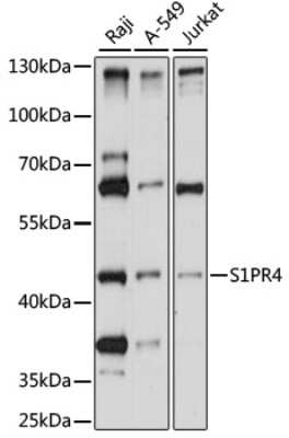 Western Blot: S1P4/EDG-6 AntibodyAzide and BSA Free [NBP2-94544]