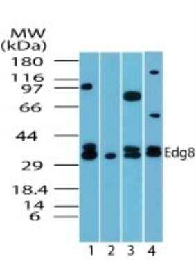 Western Blot: S1P5/EDG-8 Antibody [NBP2-24712]