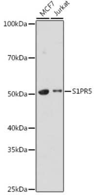 Western Blot: S1P5/EDG-8 AntibodyAzide and BSA Free [NBP3-15965]