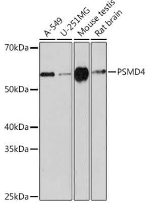 Western Blot: S5a/Angiocidin Antibody (5G1X6) [NBP3-16240]