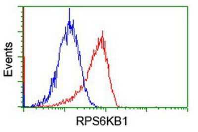 Flow Cytometry: p70 S6 Kinase/S6K Antibody (OTI1G4) [NBP2-00754]