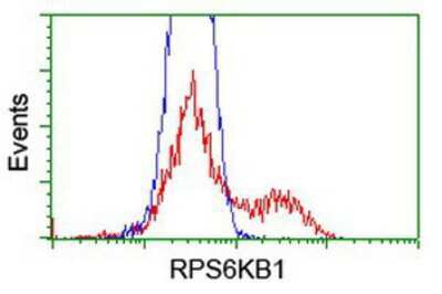 Flow Cytometry: p70 S6 Kinase/S6K Antibody (OTI1G4) [NBP2-00754]