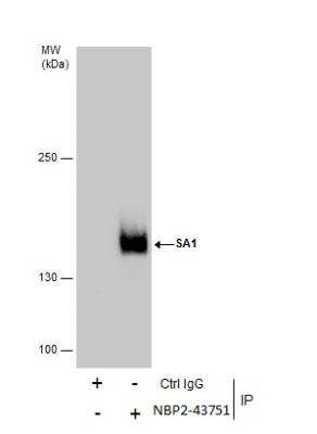 Immunoprecipitation: SA1 Antibody (1515) [NBP2-43751]