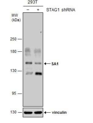 Western Blot: SA1 Antibody (1515) [NBP2-43751]