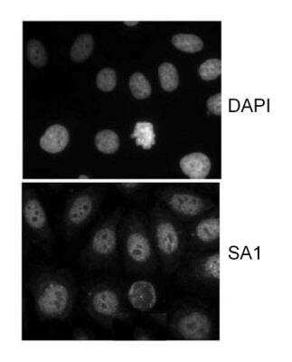 Immunocytochemistry/ Immunofluorescence: SA1 Antibody [NB100-299]