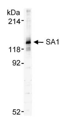 Western Blot: SA1 Antibody [NB100-298]