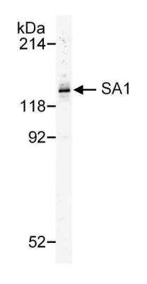 Western Blot: SA1 Antibody [NB100-299]